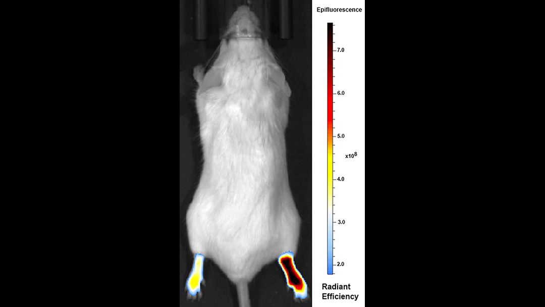 Fluorescence imaging to evaluate inflammation