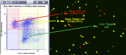 2D Scatter Plot Based on Cell Fluorescent Intensities