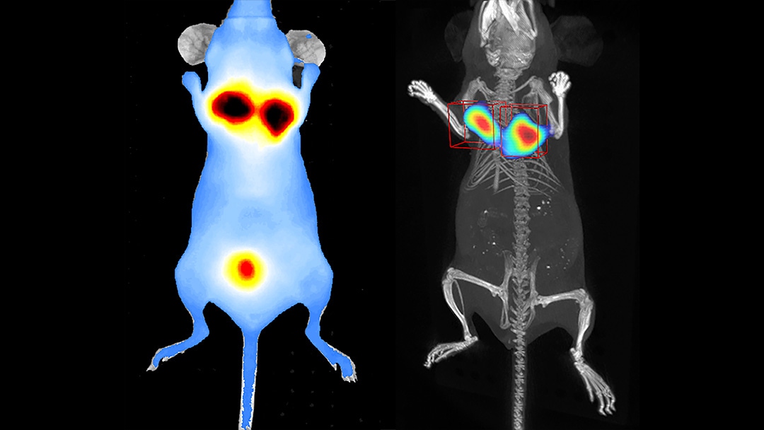 Fluorescence  imaging  using Pan Cathepsin probe