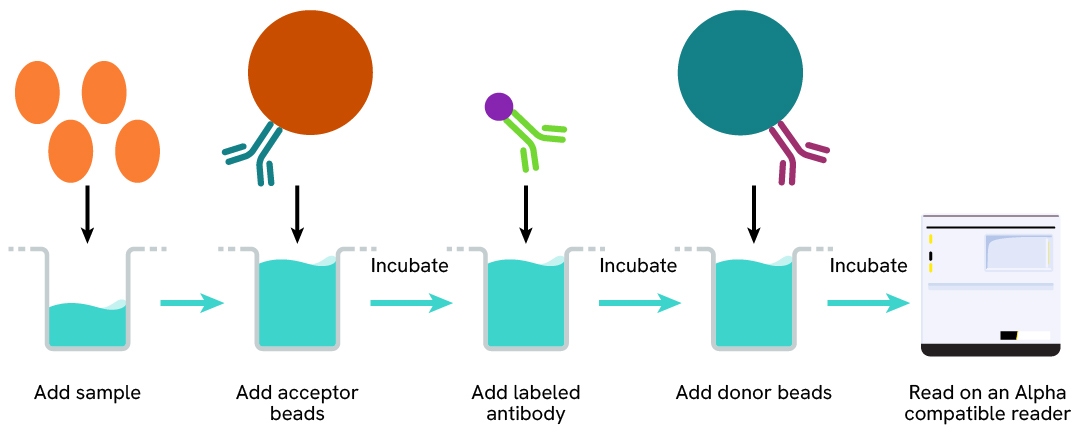 AlphaLISA DIG 3-step assay protocol, acceptor bead first