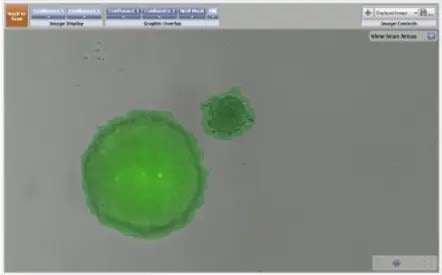 3D confrontation assays 6