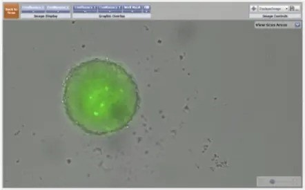 3D confrontation assays 3