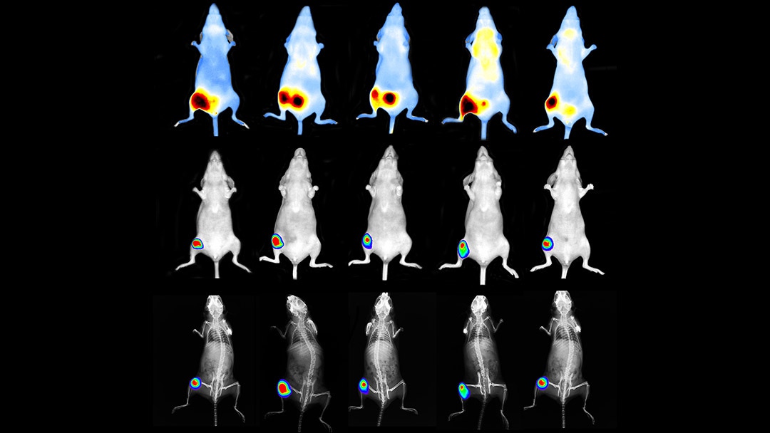 Fluorescence, bioluminescent, x-ray imaging of tumors