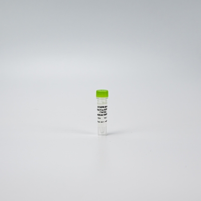 Photo HDAC5 Phospho-S259 control lysate