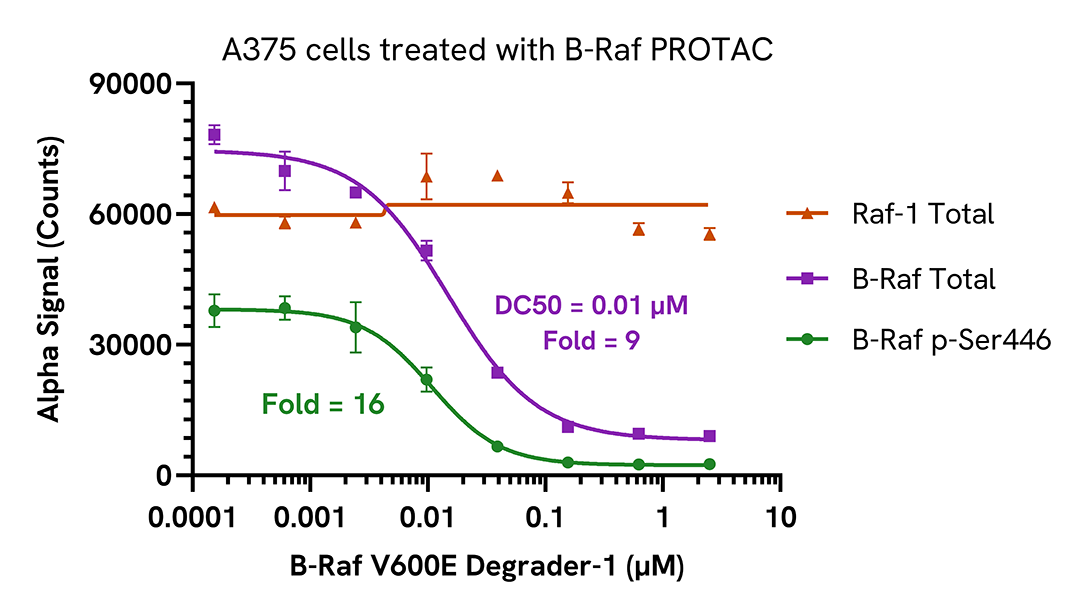 Inhibition of Phospho B-Raf (Ser446) via PROTAC-mediated degradation