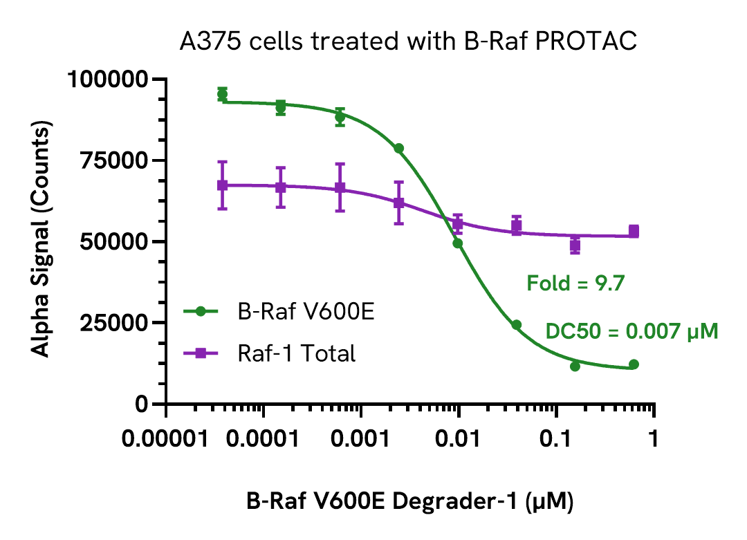 Pharmacological Validation (inhibitor) of B-Raf B600E