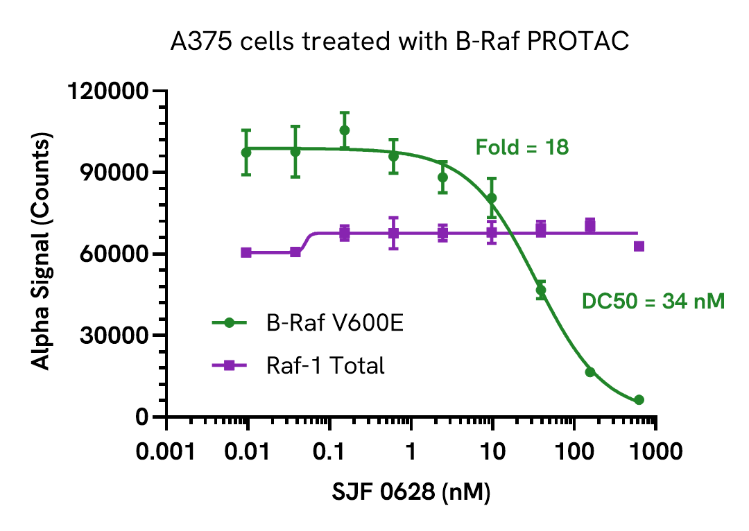 Pharmacological Validation (inhibitor) of B-Raf B600E