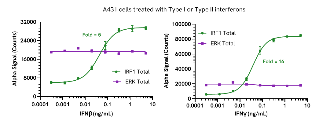 Pharmacological validation (activation) of Total IRF1
