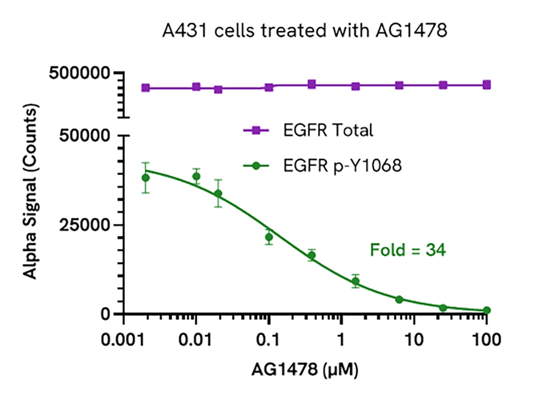 AG1478 inhibits EGFR phosphorylation in A431 cells