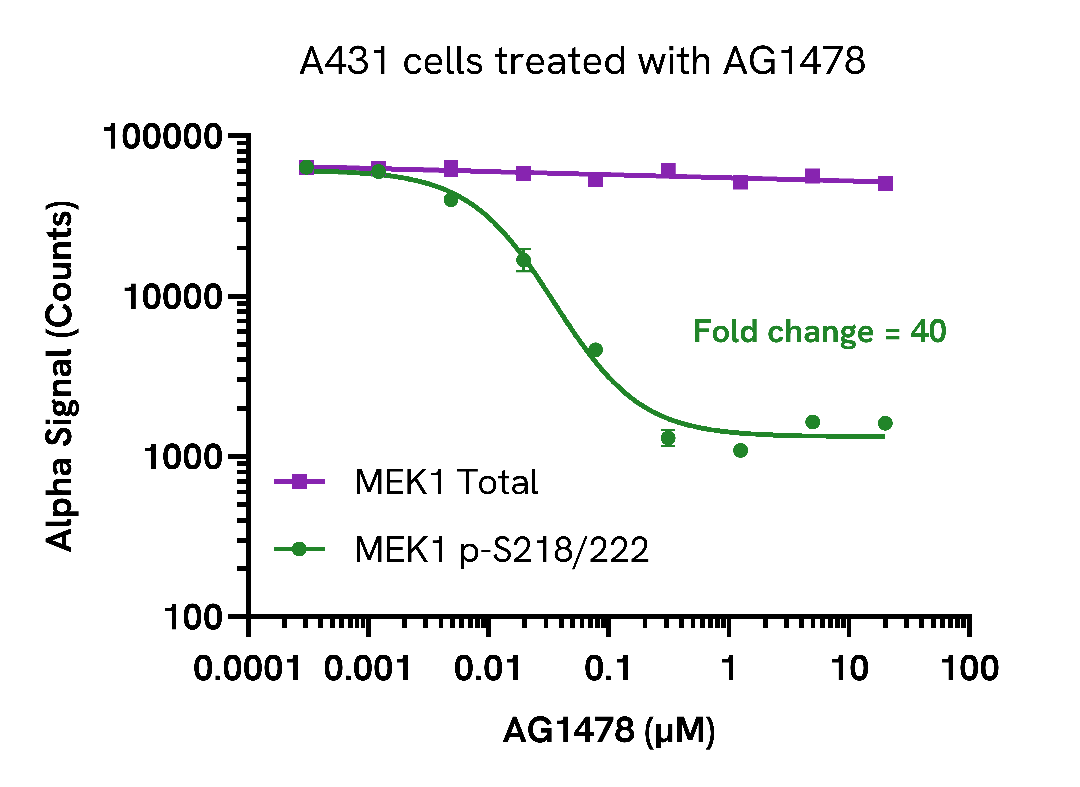 Decrease of Phospho MEK1 (Ser218/222) levels in AG1478 treated cells