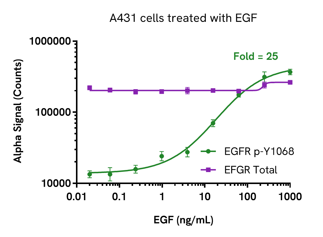 Induction of phosphorylation in A431 EGF treated cells