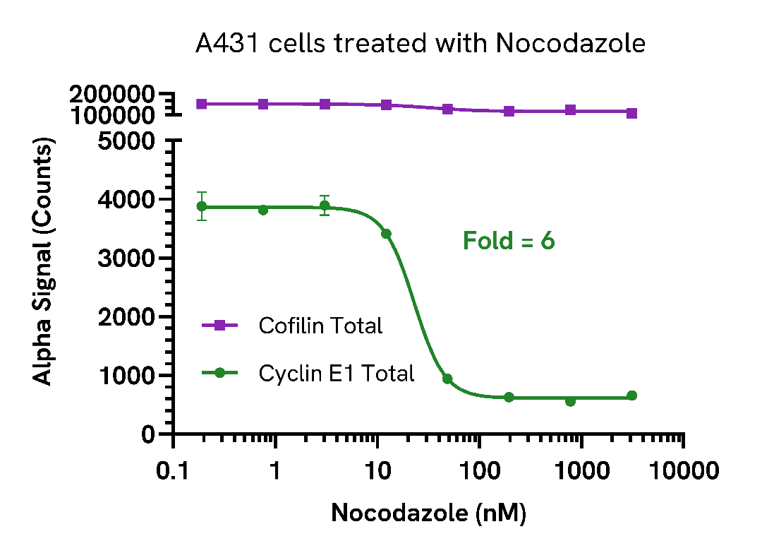 Decrease in Cyclin E1 levels induced by Nocodazole