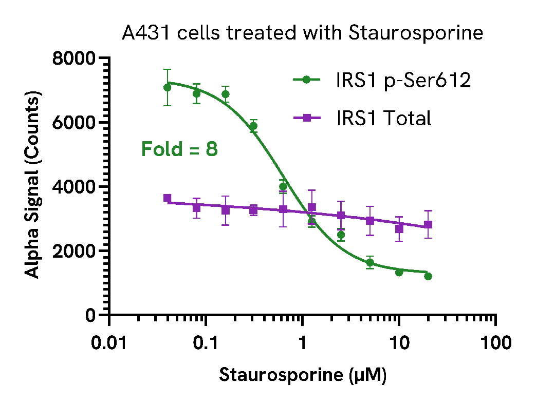 Inhibition of Phospho IRS1 (Ser612) in Staurosporine treated cells