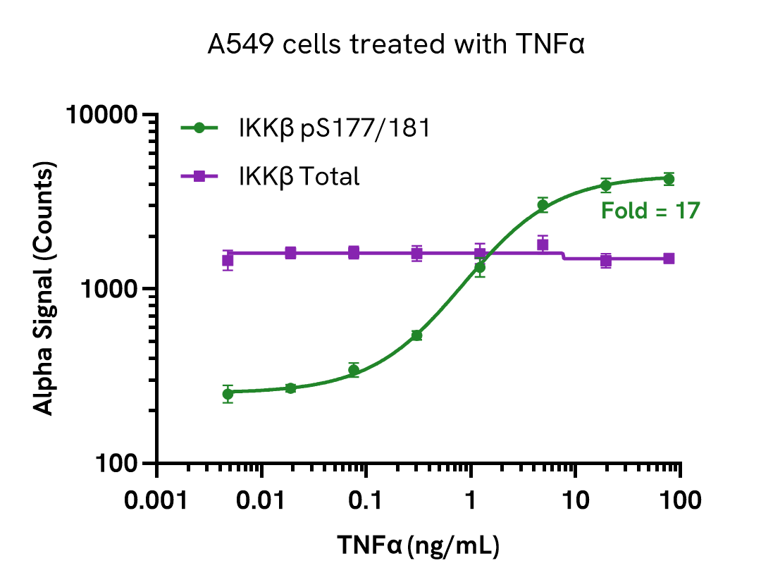 Induction of p-IKKb in TNF treated cells