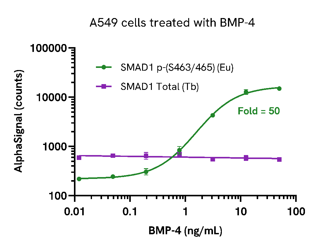 Activation of phospho SMAD1 (Ser463/465) in endogenous cellular models