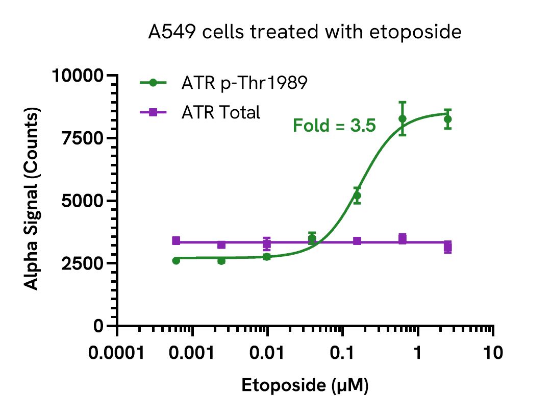 Pharmacological Validation (Activation) of ATR (Thr1989) assay