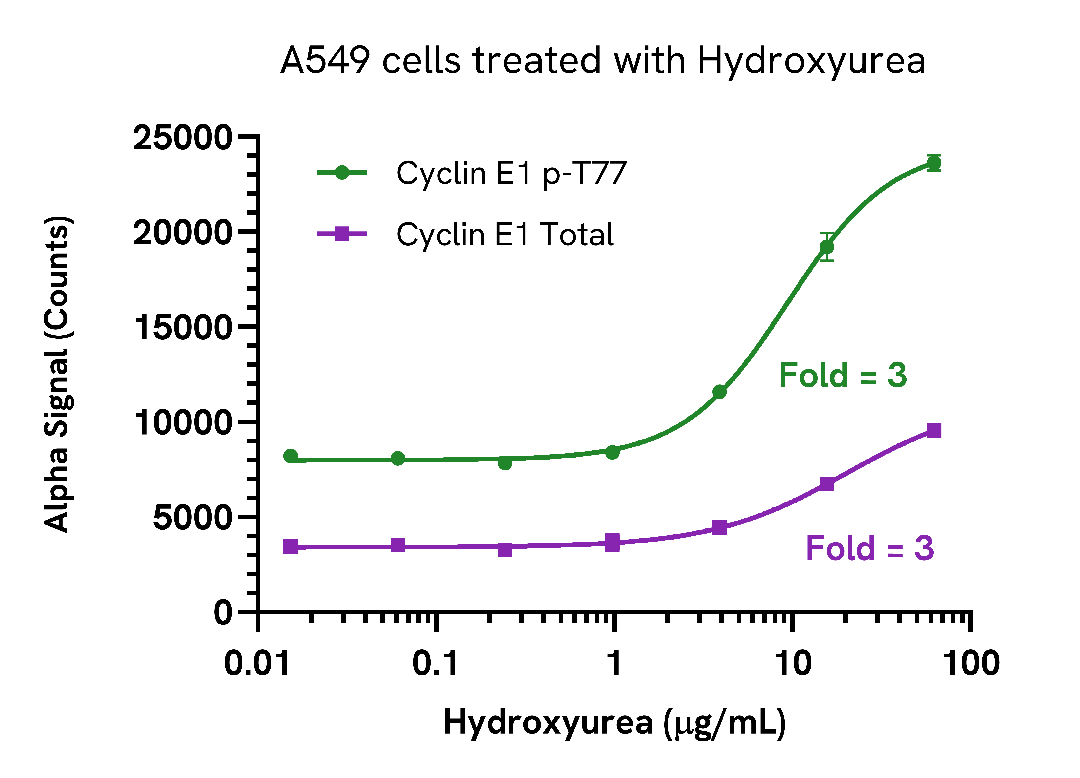 Hydroxyurea induction of Cyclin E1