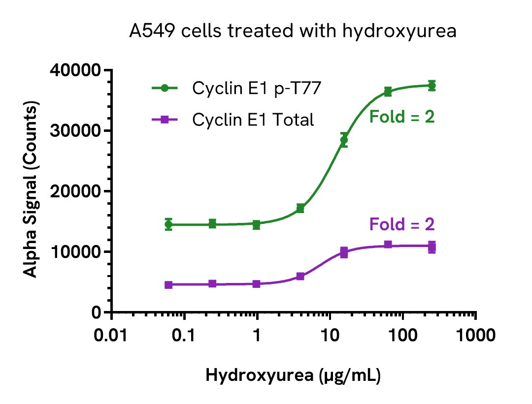Pharmacological Validation (activator) of Cyclin E1 Phospho (Thr77)