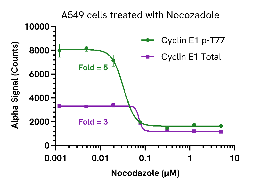 Decrease in Cyclin E1 levels induced by Nocodazole