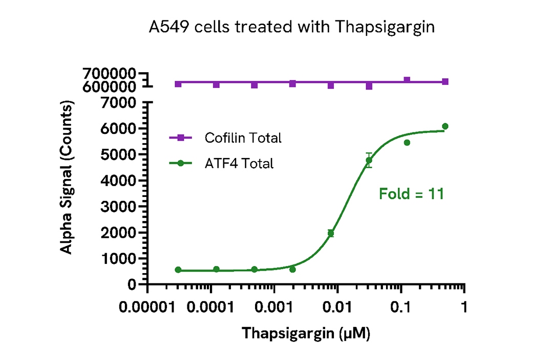 Upregulation of ATF4 in Thapsigargin treated cells