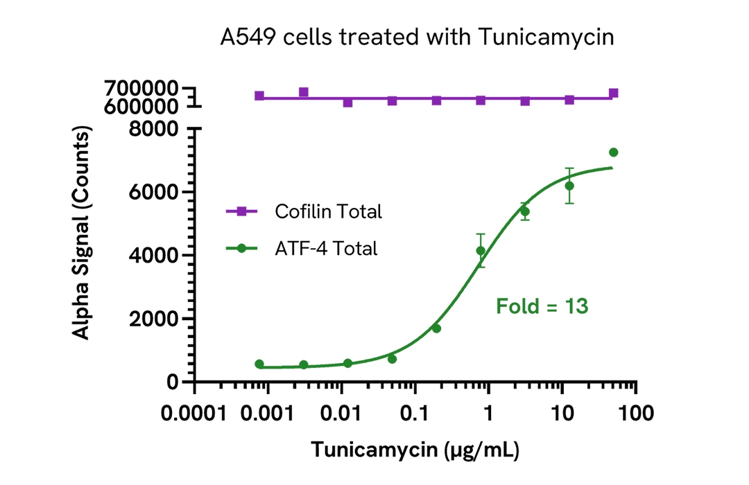 Induction of ATF4 in Tunicamycin treated cells