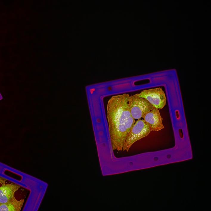 A549 cells on a Semarion SemaCyte microcarrier imaged on the Opera Phenix Plus high-content screening system.