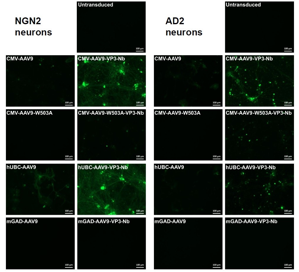 AAV nanobodies ngn2 ad2 neuronal cells