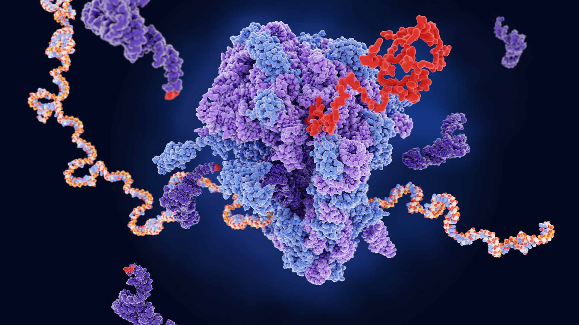 active ribosome thumbnail