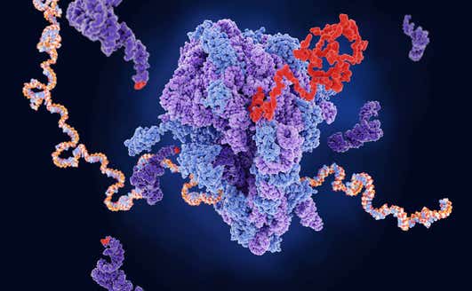 active ribosome thumbnail