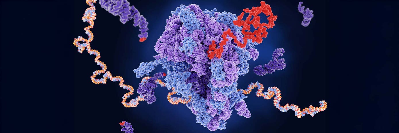 active ribosome hero