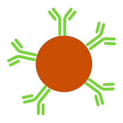 AlphaLISA Acceptor Bead Antibody Coated image