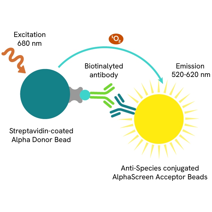AlphaScreen Protein A Detection Kit, 100 Assay Points | Revvity