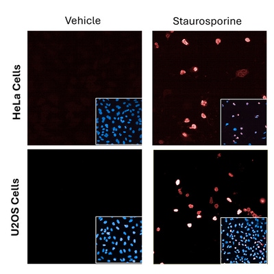 PhenoVue anti-cleaved PARP1 - mouse IgG1 antibody