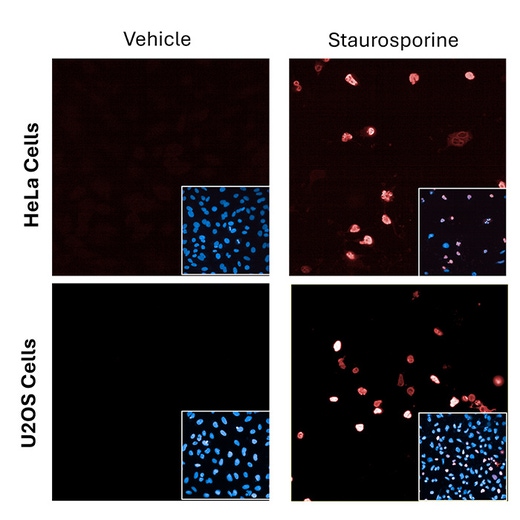 PhenoVue anti-cleaved PARP1 - mouse IgG1 antibody