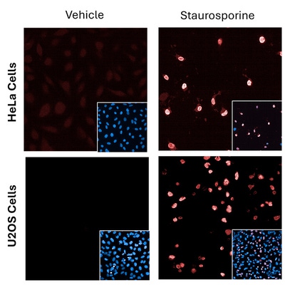 PhenoVue anti-cleaved PARP1 - rabbit antibody