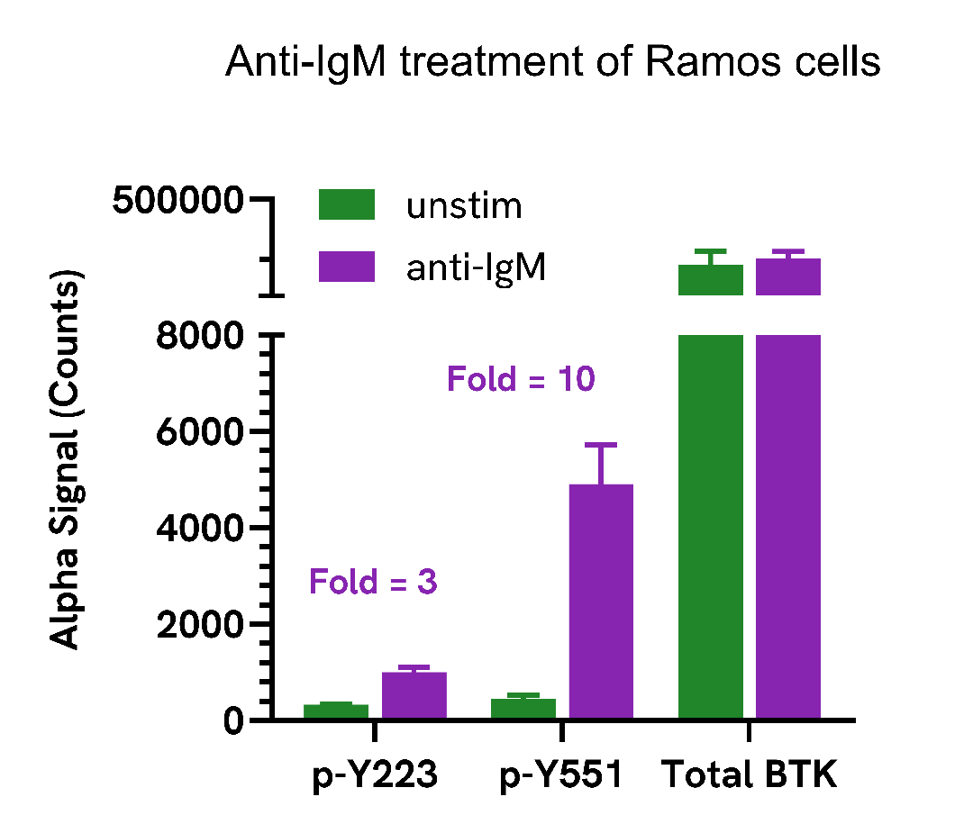 Induction of BTK phosphorylation in Anti-IgM treated cells