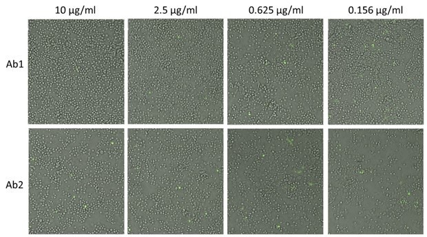 Antibody neutralization-1