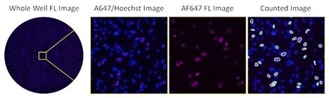 Antibody neutralization-10