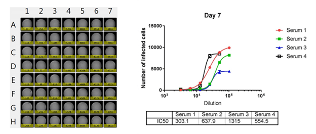 Antibody neutralization-11