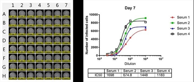 Antibody neutralization-8