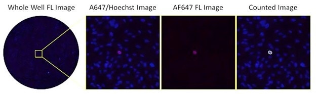 Antibody neutralization-9