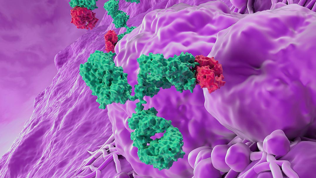 Antibody Therapeutics Preclinical Services