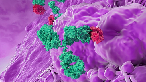 Antibody Therapeutics Preclinical Services