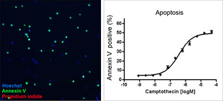 Apoptotic Jurkat Cells & Concentration Response Curve