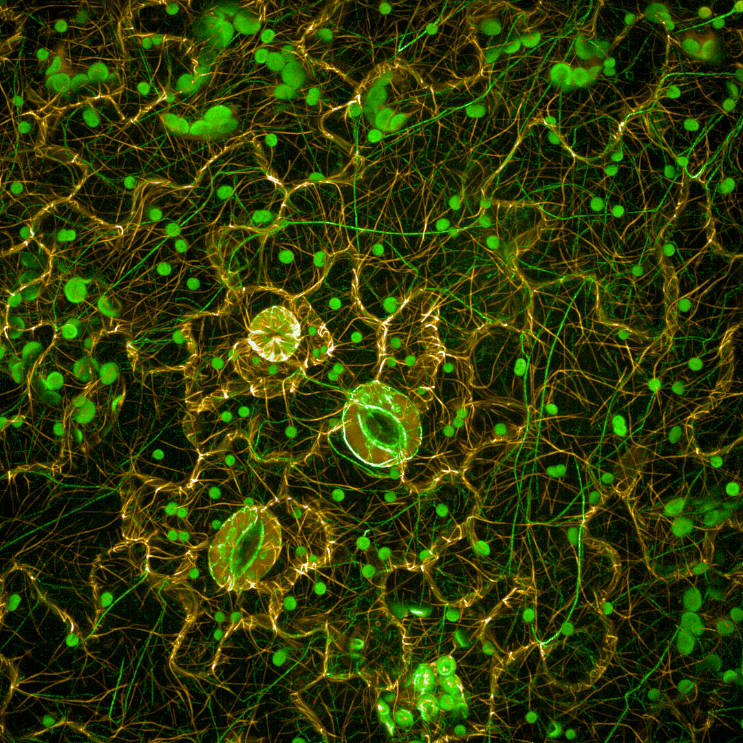 Arabidopsis cells imaged on the Opera Phenix high-content screening system.
