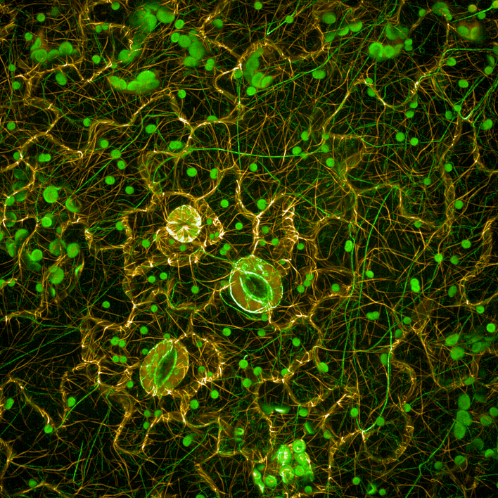 Arabidopsis cells imaged on the Opera Phenix high-content screening system.
