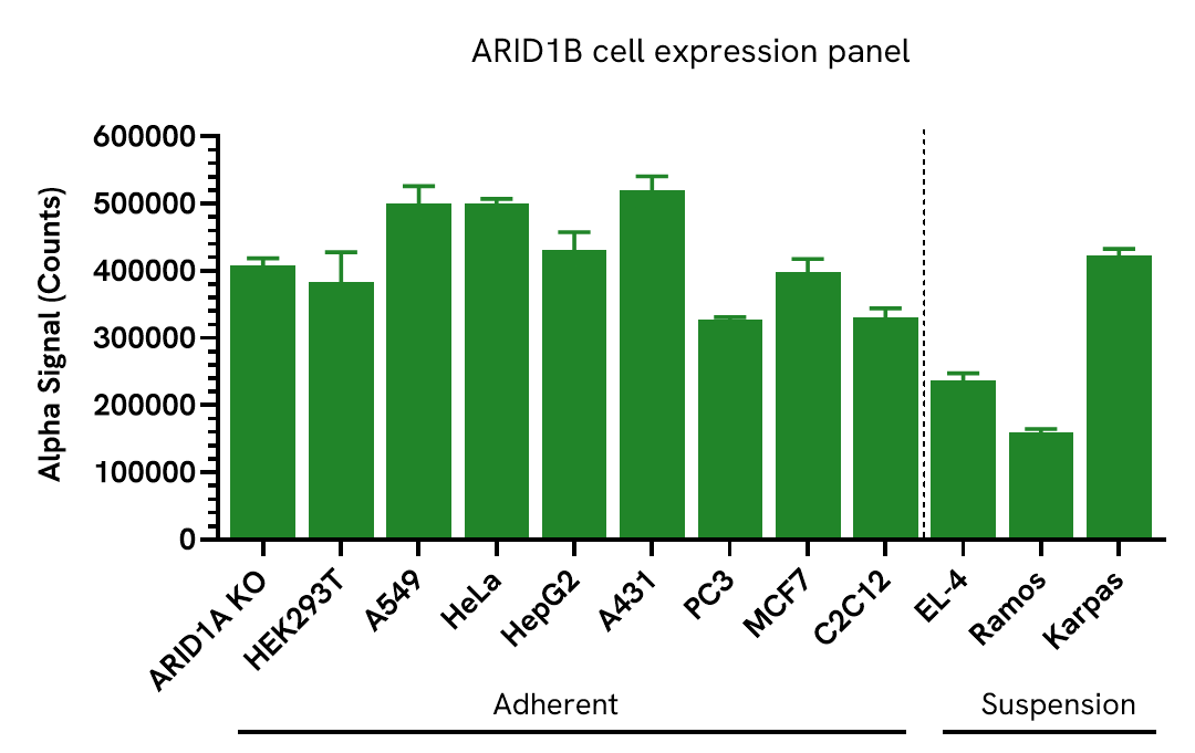Expression of ARID1B Total in various cell lines