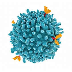 arrayed b-cell screening