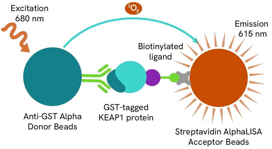 Jasu様 AlphaScreen Anti-GST Donor Beads
