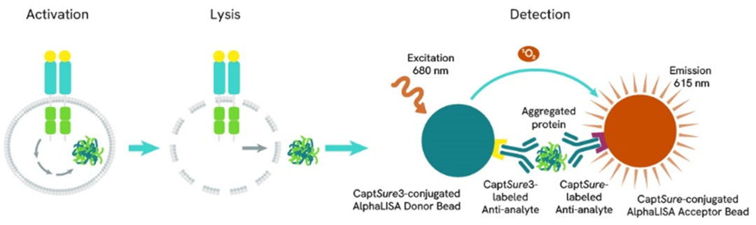 Assay principle Aggregation AlphaLISA SureFire Biotin Free